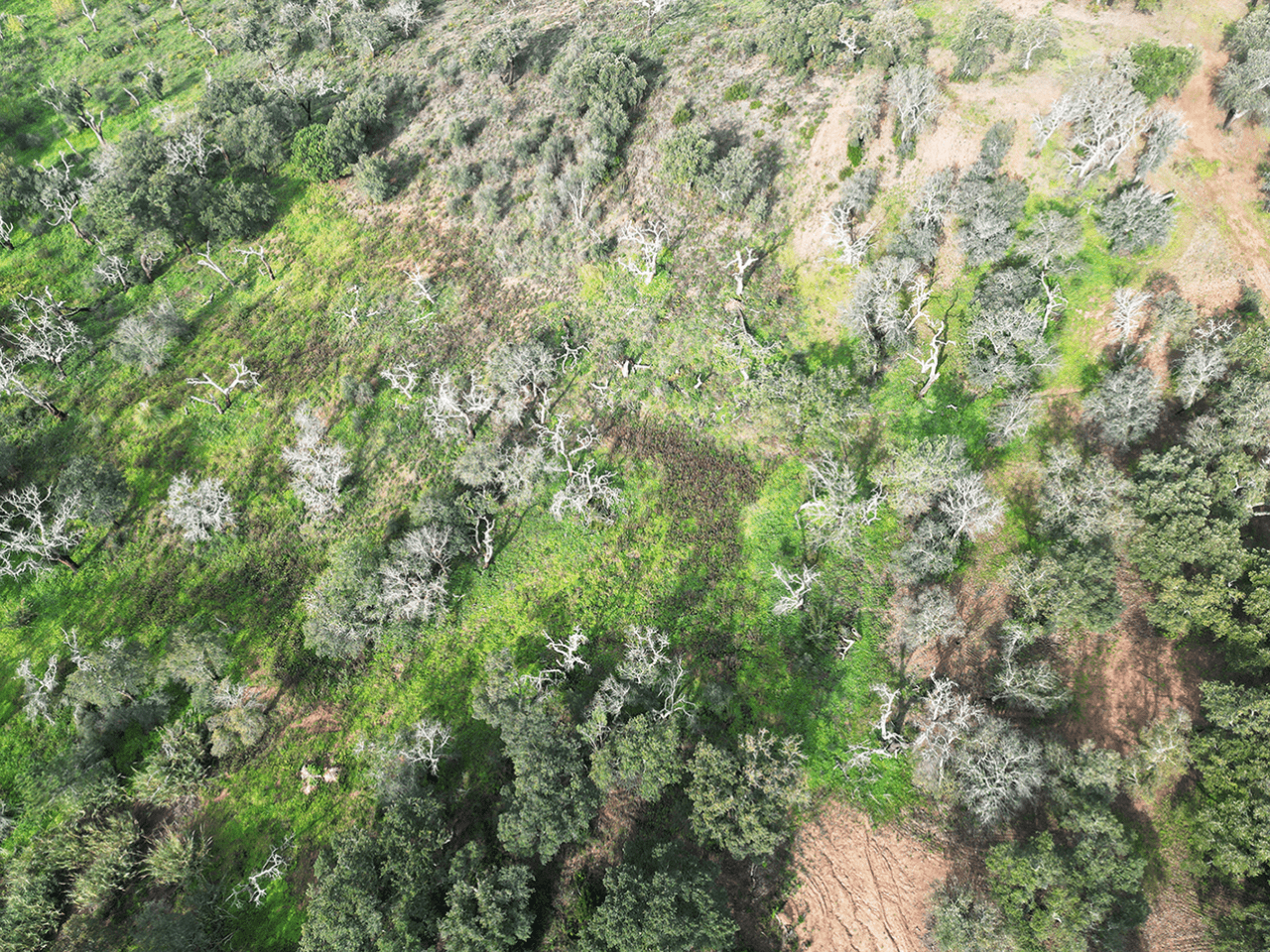 Foto aerea quinta da varzea